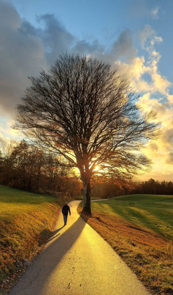 arbre
